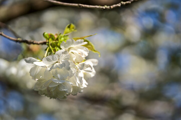 Beautiful blurry closeup view of delicate spring white cherry (Prunus Shogetsu Oku Miyako) blossoms flowering branch in Ballinteer, Dublin, Ireland. Soft and selective focus