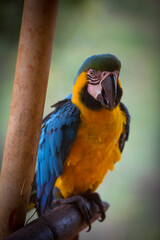 view of a yellow and blue parrot, also named macaw