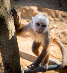 close up of a Colombian monkey