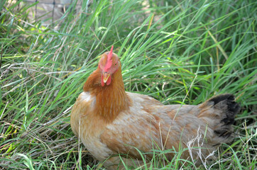 chicken in the grass