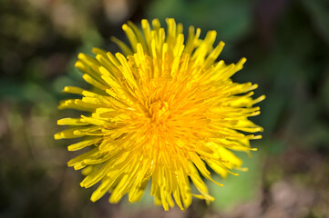 Beautiful closeup view of single spring yellow dandelion (Taraxacum officinale) flower, Dublin, Ireland. Soft and selective focus. Spring April-May yellow background