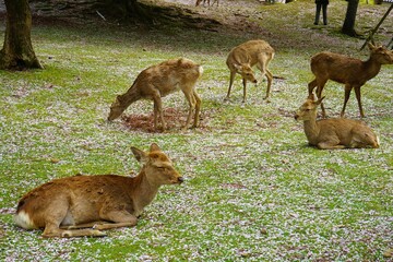 Naklejka na ściany i meble Flock of Female wild deer relaxing on Sakura, Cherry Blossoms, petal carpet in Nara park, Japan, closeup view - 日本 奈良公園 桜の花びらの上に座る鹿