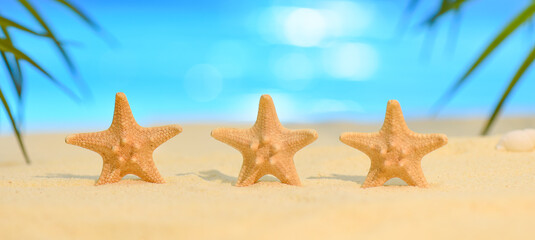 Fototapeta na wymiar Banner of Three starfish stand in a row on the seashore on a sunny day. Summer vacation concept with copy space. Seastar on the sandy beach against the backdrop of the ocean and palm leaves.