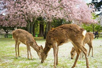 Flock of female wild deer under Pink Sakura, Cherry Blossoms, in Nara park, Japan - 日本 奈良 奈良公園 桜の木の下の鹿
