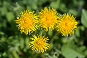 Beautiful closeup view of spring yellow dandelion (Taraxacum officinale) flowers, Dublin, Ireland. Soft and selective focus. Spring April-May yellow background