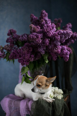 White dog lies in a lilac becket