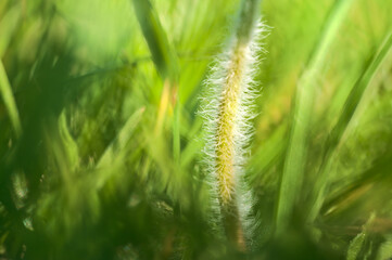 Beautiful macro view of tiny hairy stem of small single low growing chamomile (Mayweed) flower on light green blurry grass background, Dublin, Ireland. Soft and selective focus. High resolution