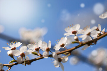 flowering plum branch on a background of blue sky, nature spring background