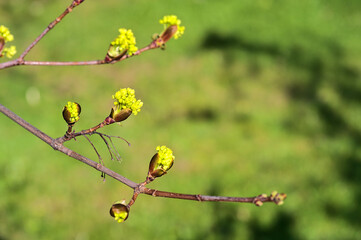 Beautiful closeup view spring maple (Acer) tree buds on green blurry background Ballinteer, Dublin, Ireland. Soft and selective focus macro
