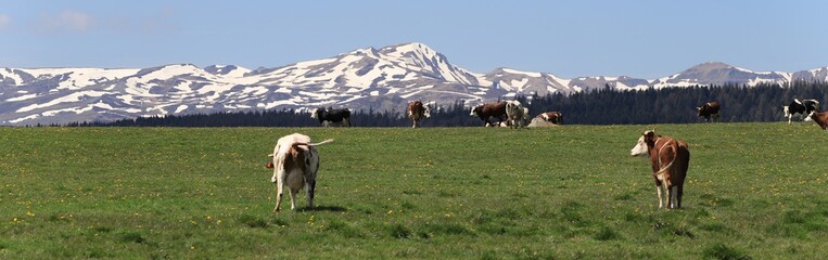 Naklejka premium vache à l'estive en Auvergne
