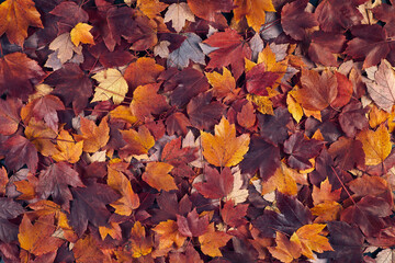 Scattered colorful red, orange and yellow fall maple leaves background. Colors of gold autumn. Seasonal decoration concept. - obrazy, fototapety, plakaty