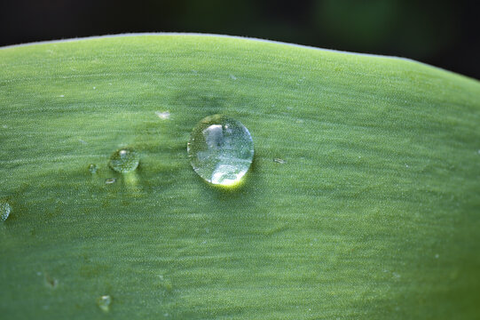 Beautiful closeup view of green super hydrophobic spring garden tulip leaves with single water drop of morning dew, Dublin, Ireland. Soft and selective focus. High resolution macro