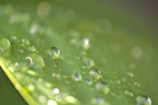 Beautiful closeup blurry view of green super hydrophobic spring garden tulip leaves with water drops of morning dew, Dublin, Ireland. Soft and selective focus. High resolution macro