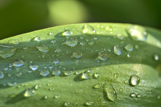 Beautiful closeup view of green super hydrophobic spring garden tulip leaves with lots water drops of morning dew, Dublin, Ireland. Soft and selective focus. High resolution macro