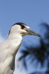 Black-crowned Night Heron (Nycticorax nycticorax)