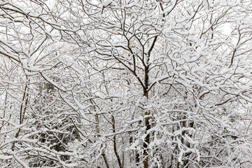 Obraz premium Trees covered by snow in winter, making beautiful and abstract textures