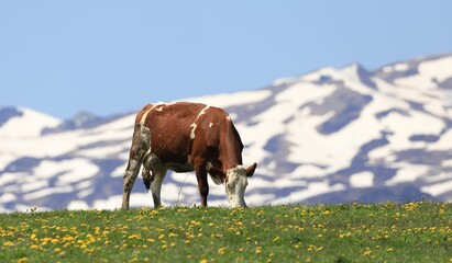 vache à l'estive en Auvergne © Jacky Jeannet