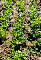 Rows of strawberry bushes with green leaves and white flowers, grown in the garden soil. The concept of home gardening, as a hobby and relaxation