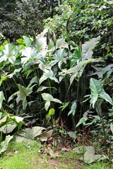 plants in tropical forest