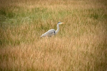 Heron standing in the grass