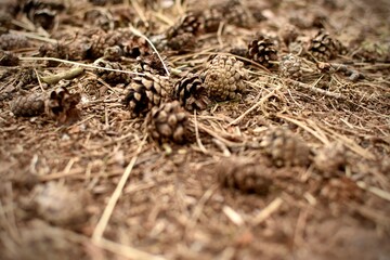Pinecones on the drought ground in summer