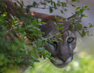 cat in the garden