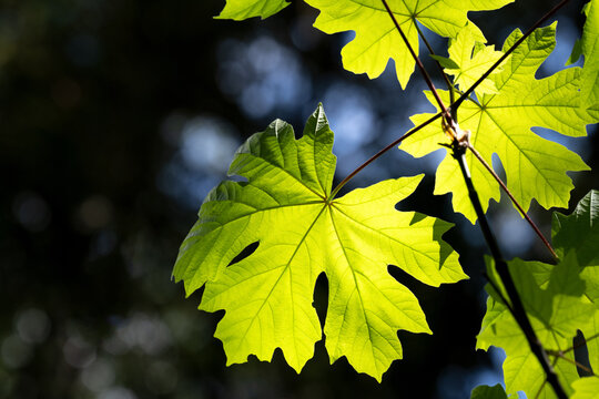 Closeup Shot Of A Bright Green Maple Leaf At Horth Hill Regional Park, North Saanich, Canada