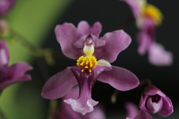 Oncidium ornithorhynchum Orchid. Very small orchid in pink color with yellow.