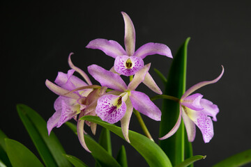 BC (Brassocattleya) Maikai mayumi Orchid. Hybrid Orchid in pink and green colors