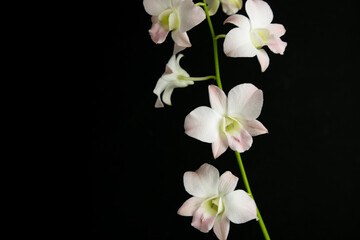 Dendrobium bigibbum Orchid or also know as Cooktown Orchid. White and light pink colors
