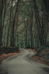 Obraz premium Road to get lost in the forests