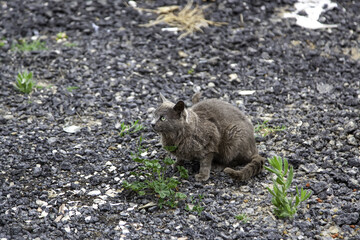 Gray cats abandoned in the street