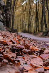 Autumn leaves in the forest