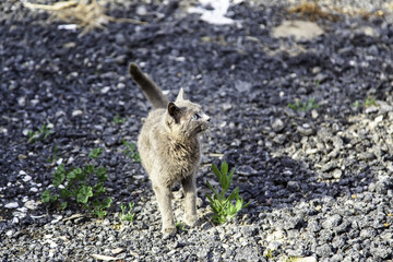 Gray cats abandoned in the street