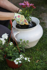 Woman replanting flowers in pot with soil at back yard. Spring outdoor chores.