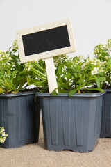Blank wooden garden plant tag in flower pot