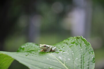 rana, sapo, frog, toad