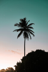 Obraz premium Brazilian palm trees at sunset (blue hour)