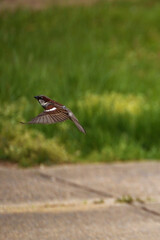 Sparrow taking off
