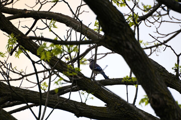 Blue Jay through the branches
