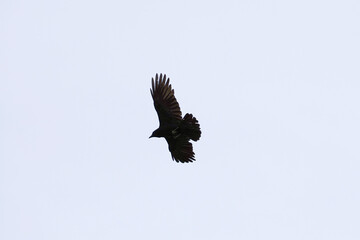 Crow in flight