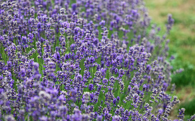 Obraz premium Lavender bush, New Zealand