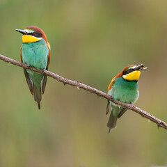 Two European bee eater Merops apiaster sitting on a branch with bee in their beak