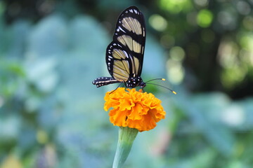 butterfly on flower
