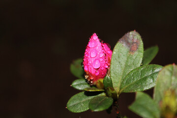 butterfly on a flower