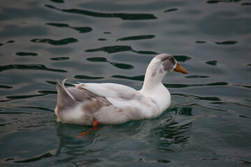 White duck in green waters