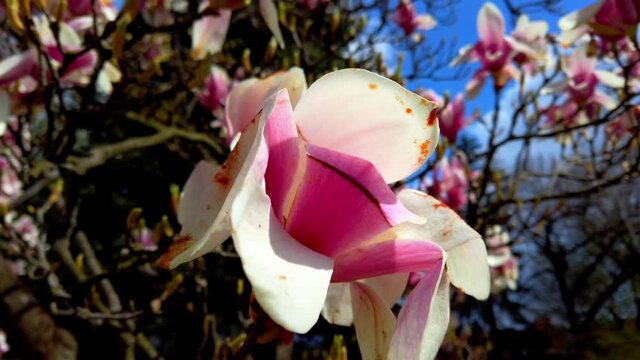 Flowering magnolia. Flowers on branches in the spring.