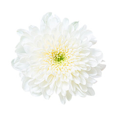 Beautiful white chrysanthemum flower bud isolated on white background