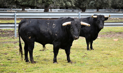 spanish black bull with big horns on the cattle farm