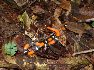Erythrolamprus aesculapii, also known commonly as the Aesculapian false coral snake, is a species of mildly venomous snake in the family Colubridae. Amazon rainforest, near Balbina, Brazil.